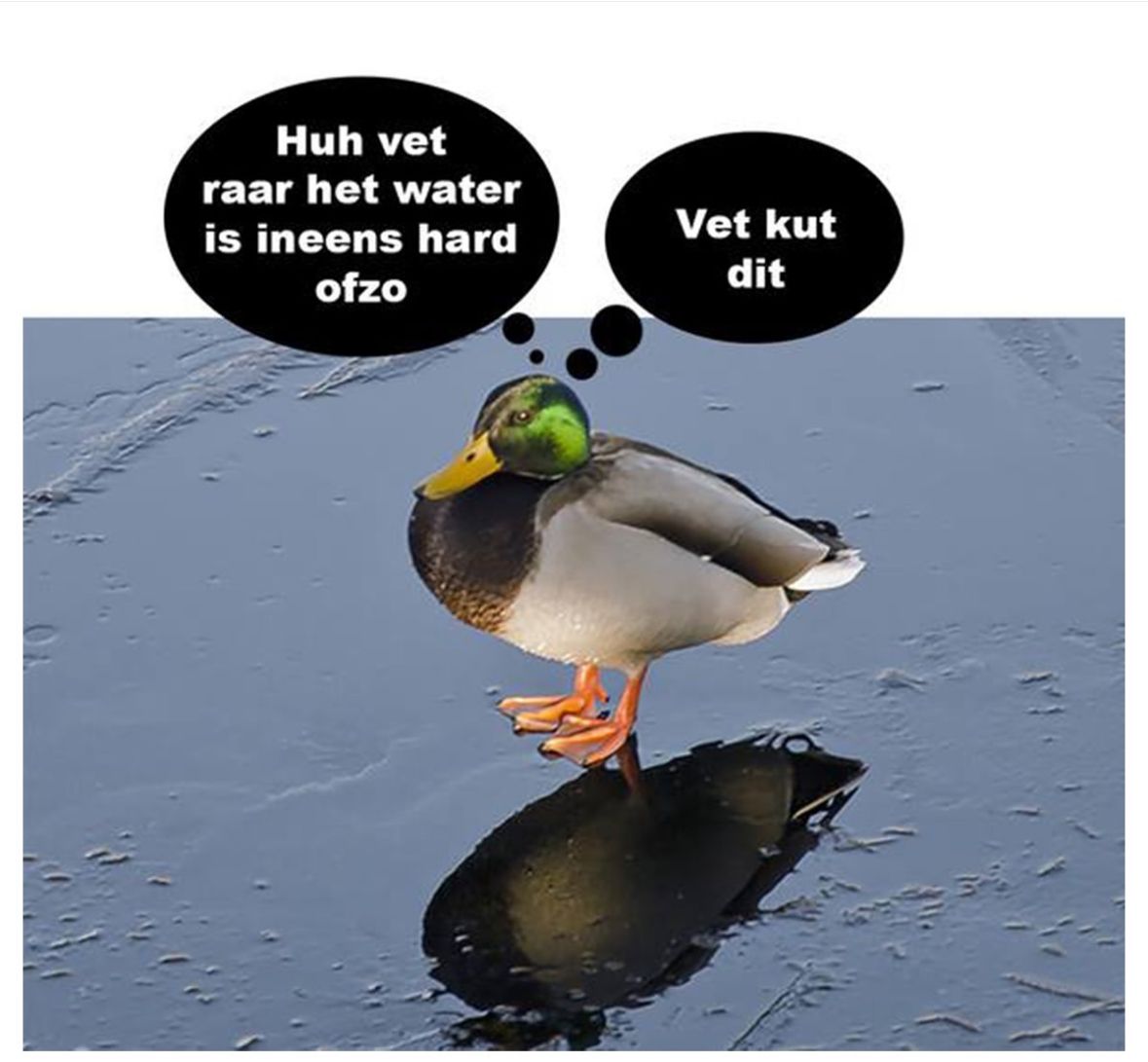 veranderkundig denken - eend bevroren water.jpg